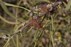 Hakea pycnoneura