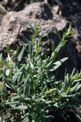 Lithospermum multiflorum