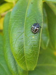 Nezara viridula