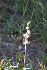 Eriogonum racemosum