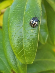 Nezara viridula