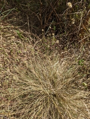 Aristida chinensis