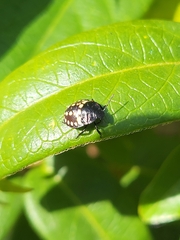 Nezara viridula