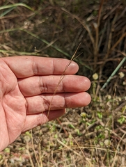 Aristida chinensis