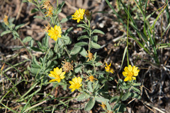 Heterotheca villosa