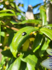 Nezara viridula