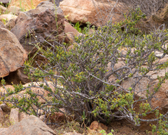 Calliandra chilensis