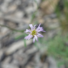 Vittadinia