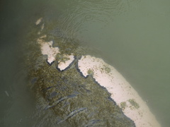 Trichechus manatus