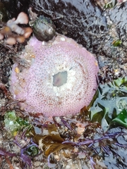 Anthopleura biscayensis