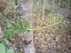 Myrcia