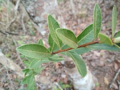 Myrcia