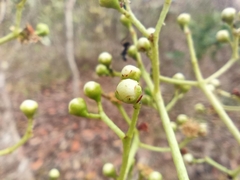 Myrcia