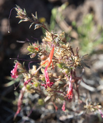 Penstemon rostriflorus