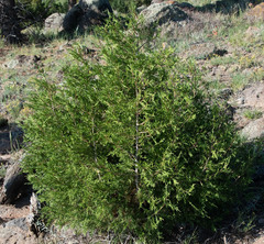 Juniperus osteosperma