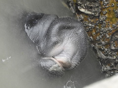 Trichechus manatus