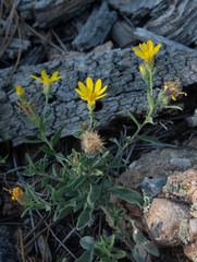 Heterotheca villosa