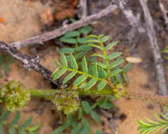 Calliandra chilensis