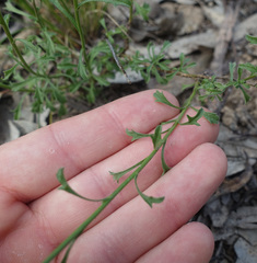 Vittadinia