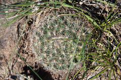 Pediocactus simpsonii