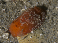 Discodoris paroa