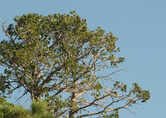 Pinus ponderosa