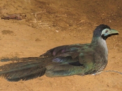 Carpococcyx radiceus