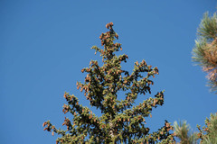 Picea engelmannii