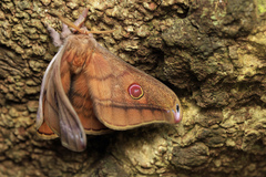 Opodiphthera rhythmica