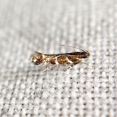 Stagmatophora argyrostrepta