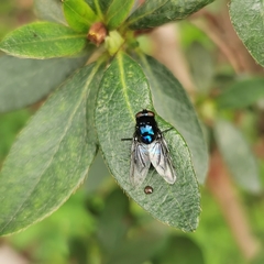 Muscidae