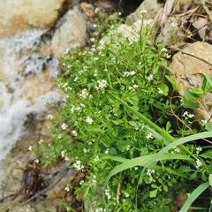 Cardamine flexuosa
