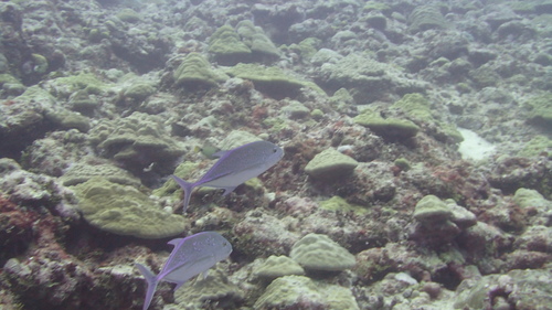 Bluefin trevally