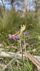 Caladenia tentaculata