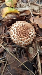Echinoderma