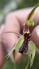 Caladenia tentaculata