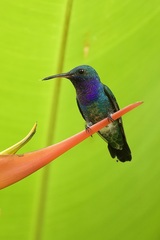 Chrysuronia coeruleogularis