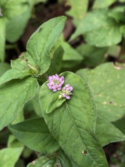 Persicaria nepalensis