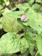 Persicaria nepalensis