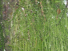 Lycopodiaceae