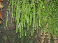Lycopodiaceae