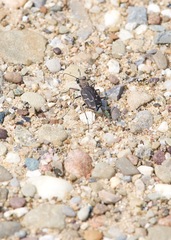 Cicindela tranquebarica