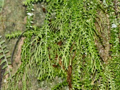 Lycopodiaceae