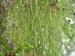 Lycopodiaceae