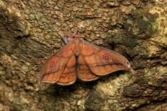 Opodiphthera rhythmica
