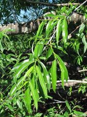 Salix acutifolia