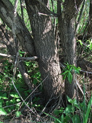 Salix acutifolia