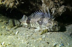 Centropogon australis
