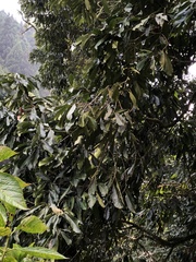 Lithocarpus kawakamii