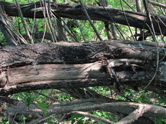 Salix acutifolia